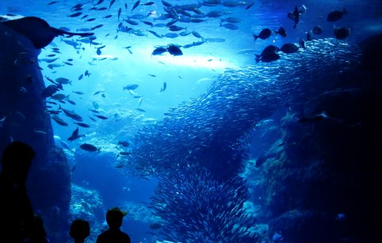 水族館 デート 服装 男 アイキャッチ