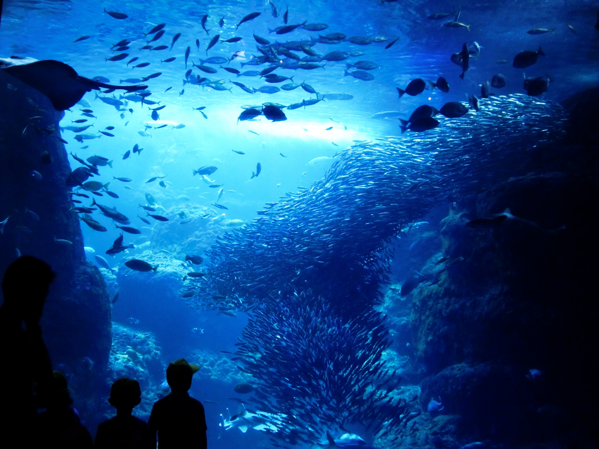 水族館 デート 服装 男 アイキャッチ