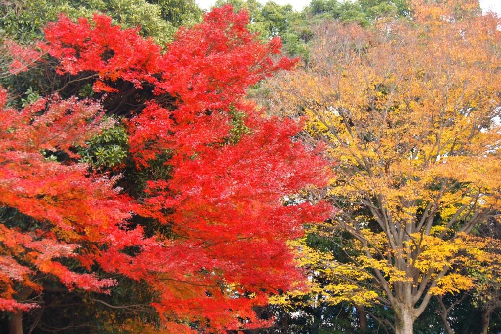 都内おすすめの「紅葉狩りデートスポット」と「服装」