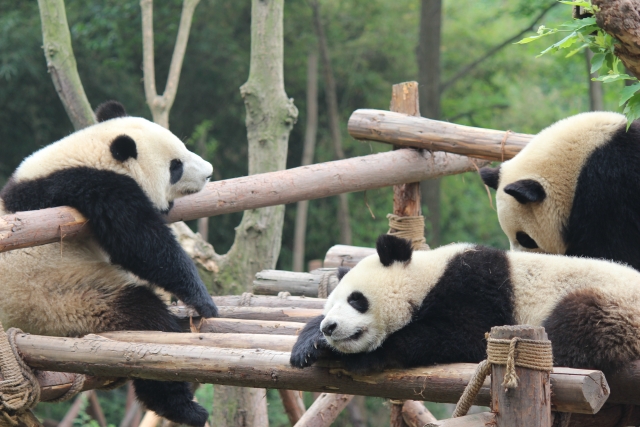 【都内】再開した動物園・水族園に行ってみよう！